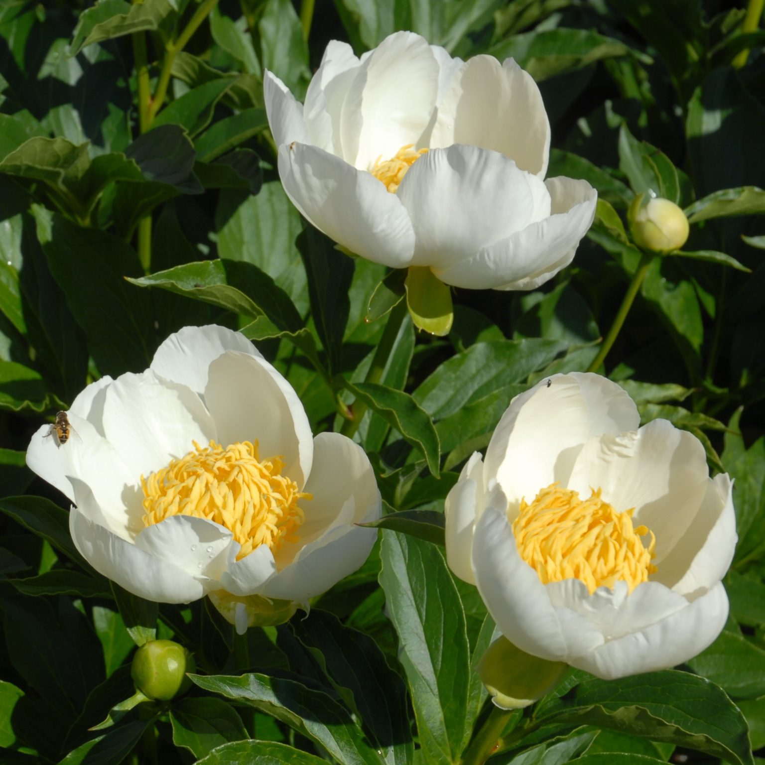 Jan van Leeuwen - Home of Peonies