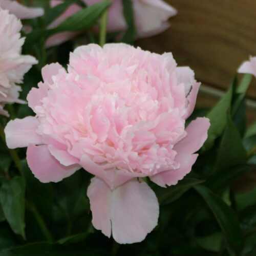 Alertie - Home of Peonies