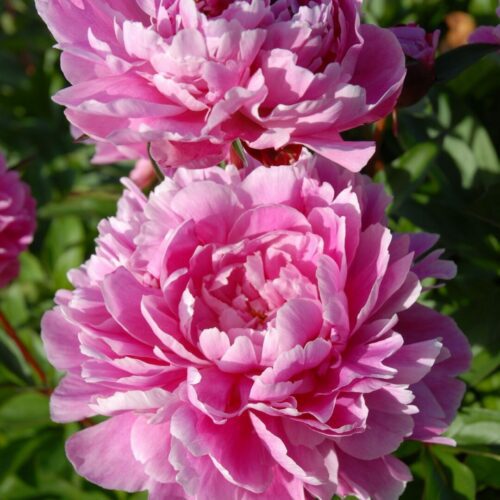 Jadwiga – Home of Peonies