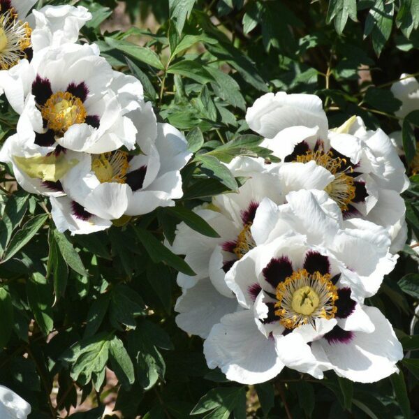 Tree peonies