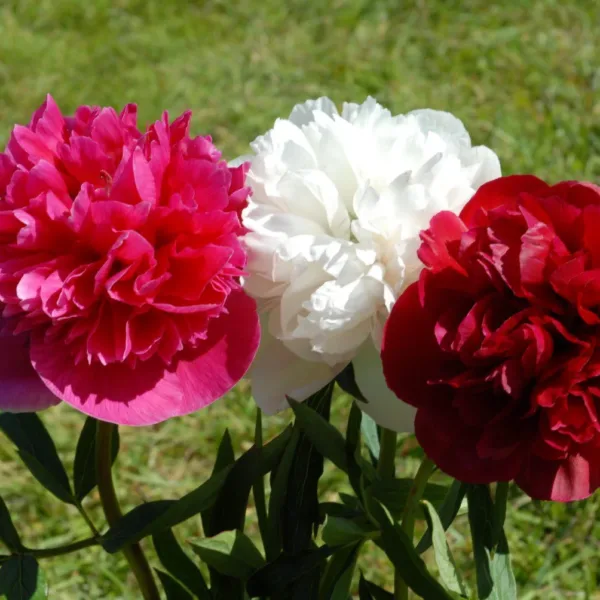 Paeonia x festiva