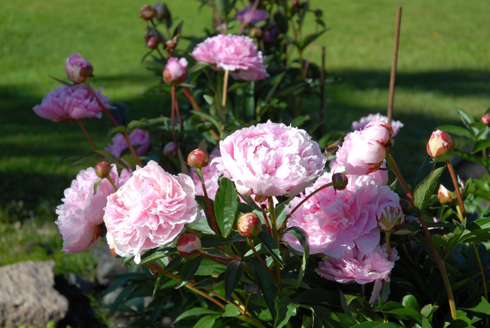 Sarah Bernhard - Home of Peonies